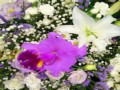 写真：花